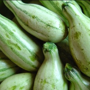 Pipianes
